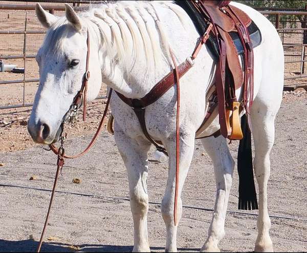 all-around-quarter-horse