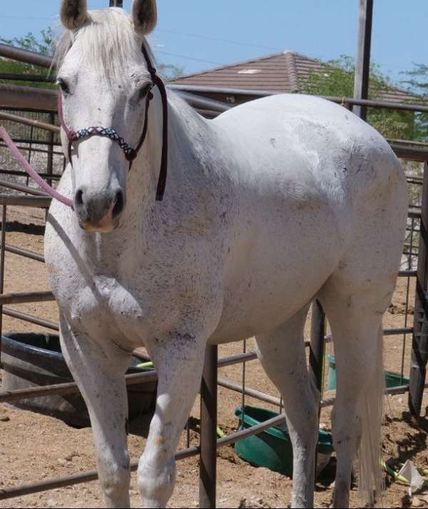 beginner-quarter-horse