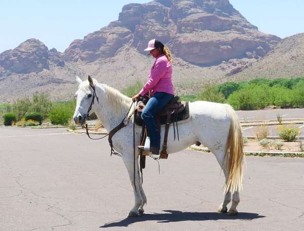 english-pleasure-quarter-horse