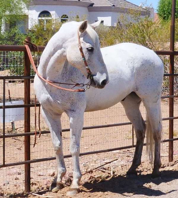 husband-safe-quarter-horse