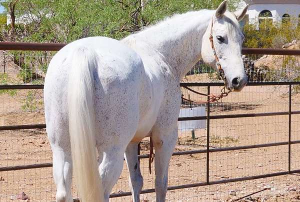 kid-safe-quarter-horse