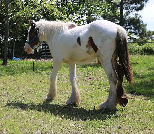 attention-drum-horse