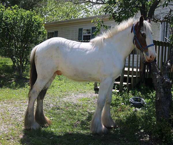 bay-tobiano-drum-horse