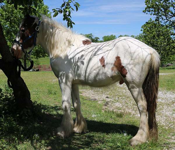 buddy-drum-horse