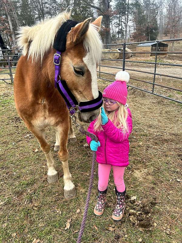 hackney-horse-for-sale