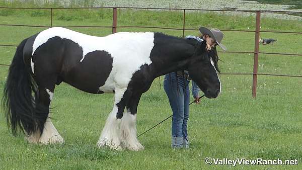 dressage-gypsy-vanner-horse