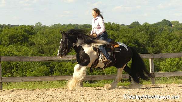 all-around-gypsy-vanner-horse