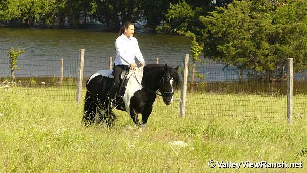 english-pleasure-gypsy-vanner-horse