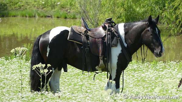 natural-horsemanship-training-gypsy-vanner-horse