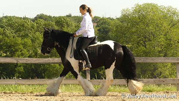 ranch-versatility-gypsy-vanner-horse