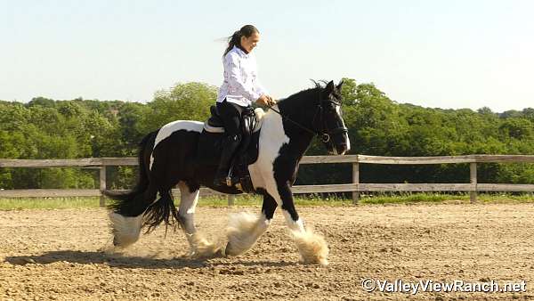 ridden-english-gypsy-vanner-horse