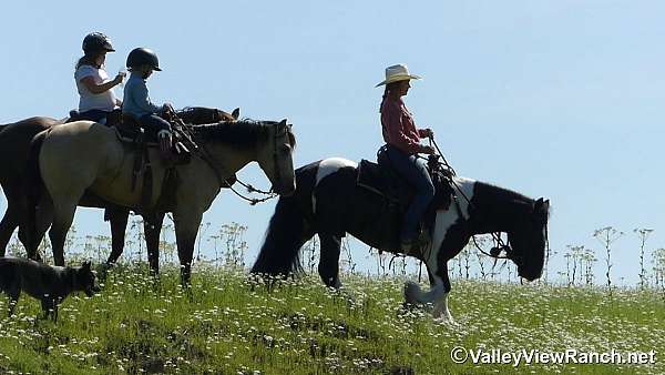 ridden-western-gypsy-vanner-horse
