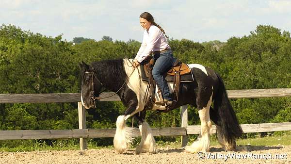 trail-gypsy-vanner-horse