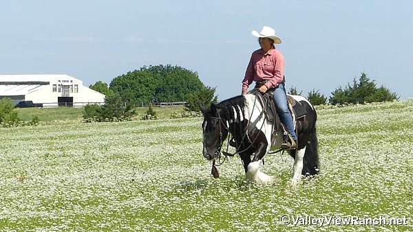 trail-riding-gypsy-vanner-horse