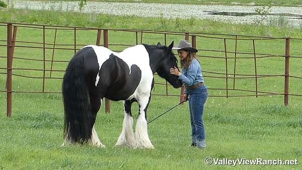 trail-class-competition-gypsy-vanner-horse