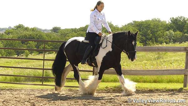 working-cattle-gypsy-vanner-horse