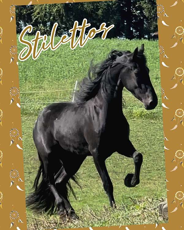 arabian-arabian-friesian-horse