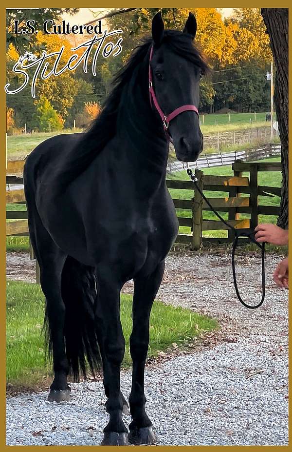 arabian-gelding-arabian-friesian-horse
