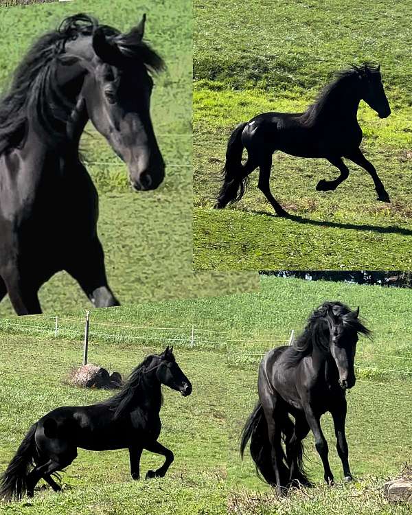 baroque-arabian-friesian-horse