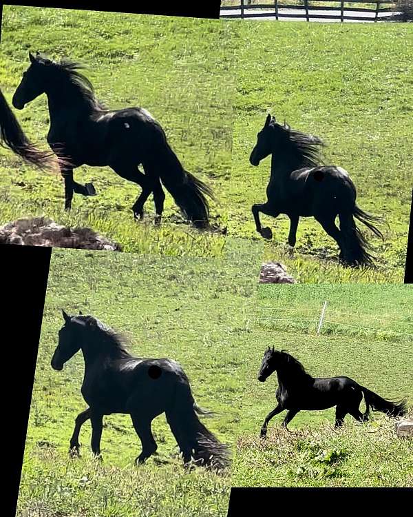 draft-arabian-friesian-horse