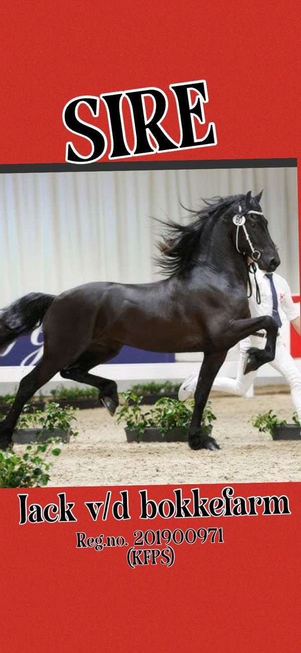 gelding-arabian-friesian-horse