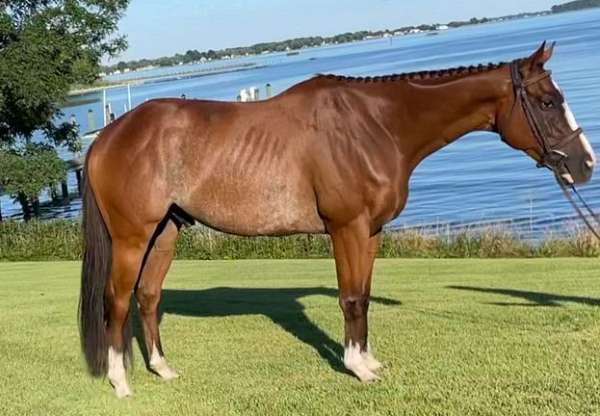 hunt-seat-equitation-thoroughbred-horse