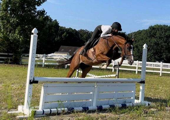 hunter-thoroughbred-horse