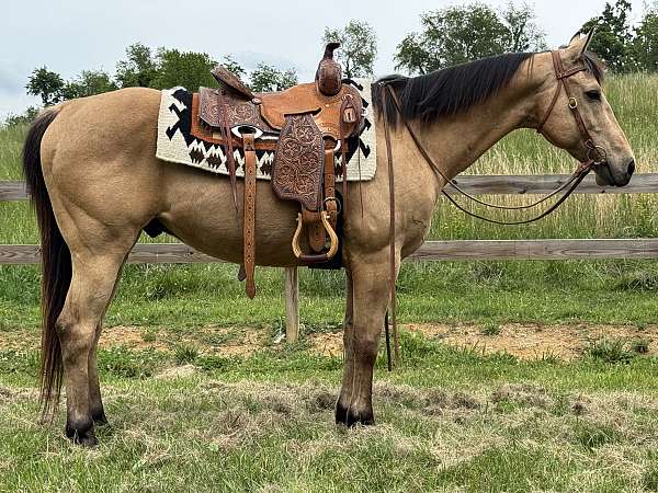 athletic-quarter-horse