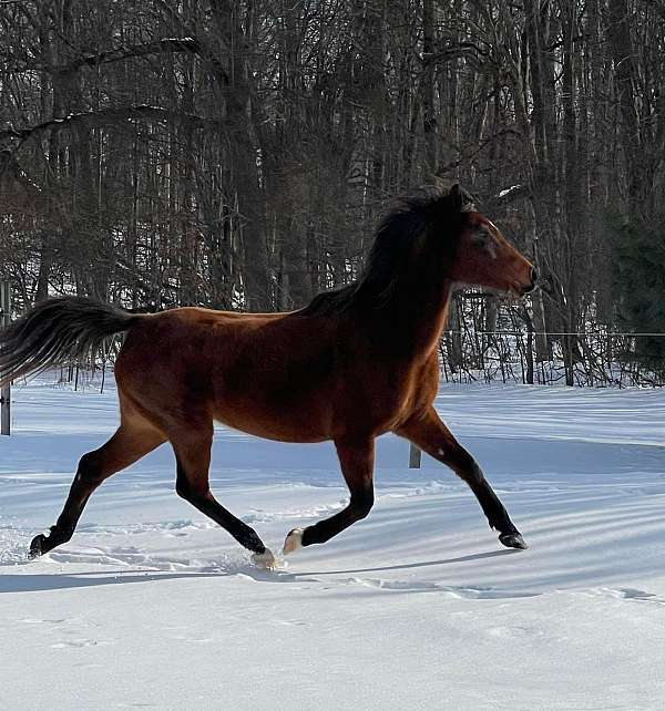 bay-2stockimg-one-front-back-horse