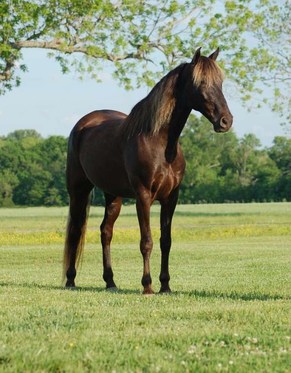 chocolate-flaxen-mane-tail-horse