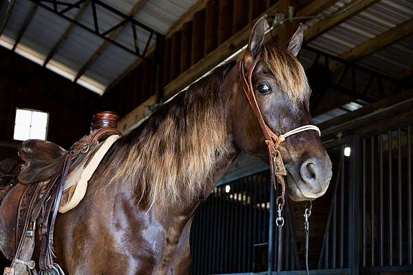 all-around-rocky-mountain-horse