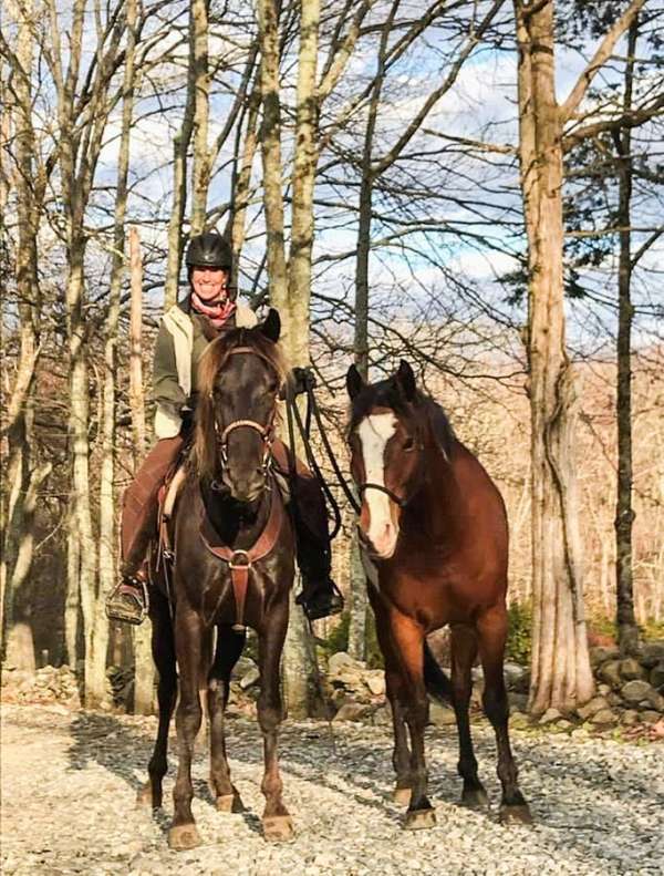 endurance-rocky-mountain-horse