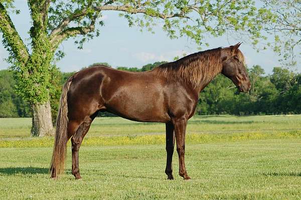 field-hunter-rocky-mountain-horse
