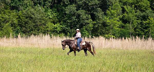 field-trial-rocky-mountain-horse
