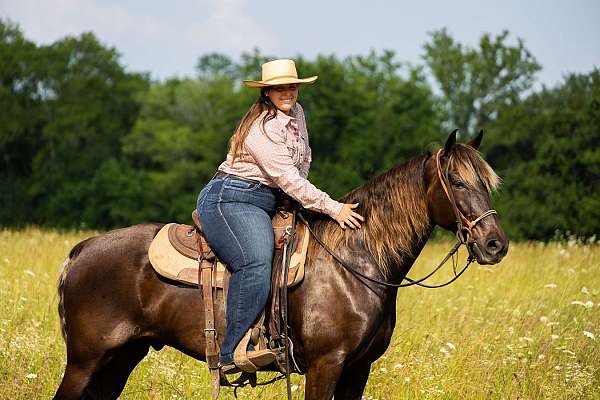 flashy-rocky-mountain-horse