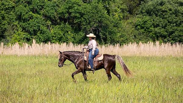 flaxen-mane-rocky-mountain-horse