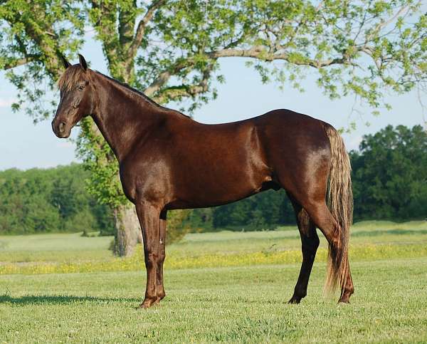 gaited-rocky-mountain-horse