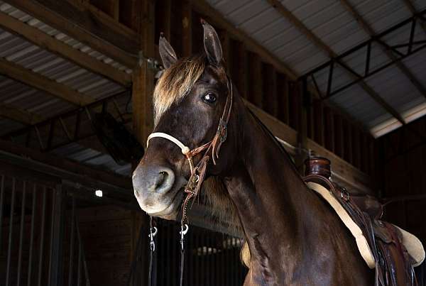 natural-horsemanship-training-rocky-mountain-horse