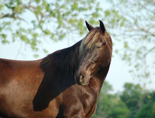 pack-rocky-mountain-horse