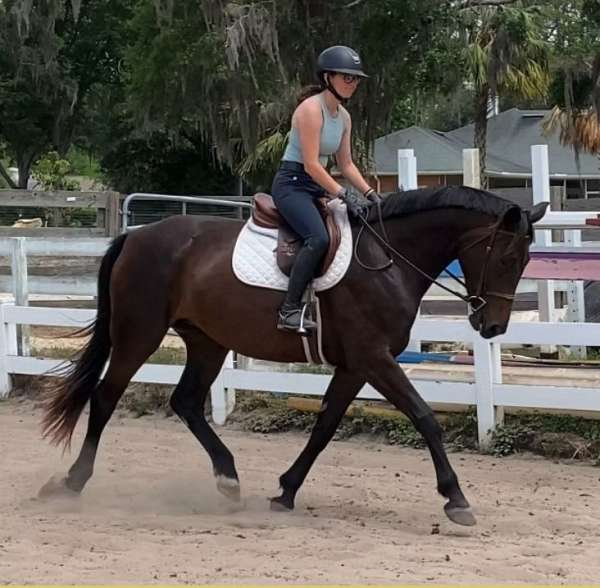 dressage-hanoverian-horse