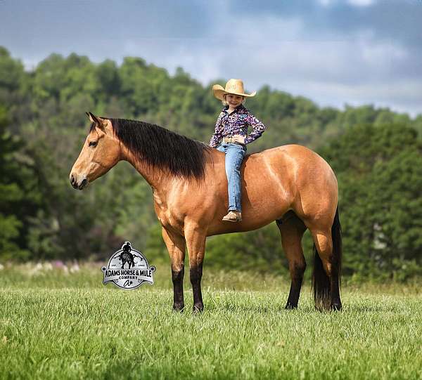 dark-points-horse