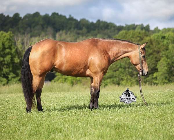 buckskin-dark-points-horse