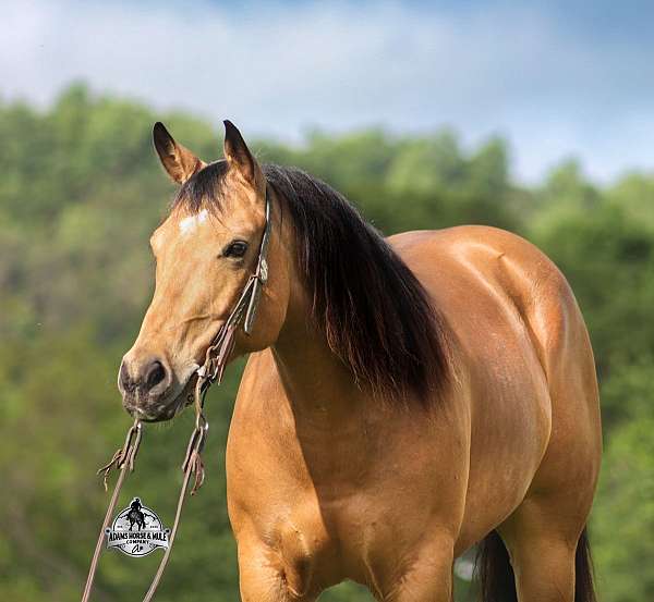 quarter-horse