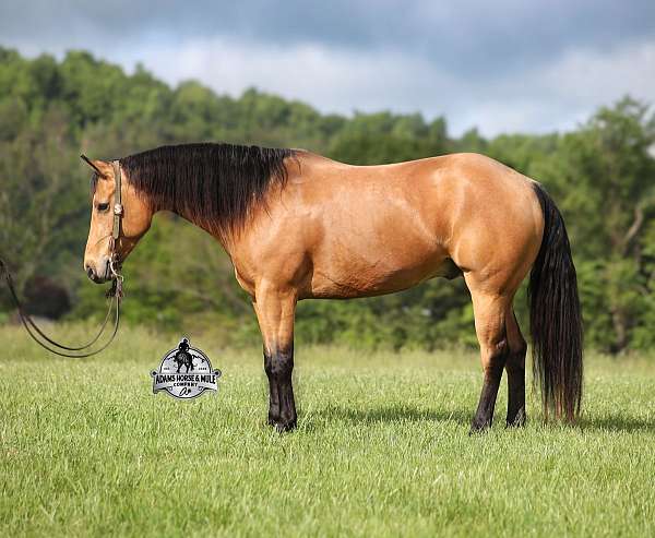 ranch-work-quarter-horse