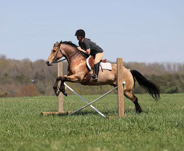 beginner-safe-quarter-horse