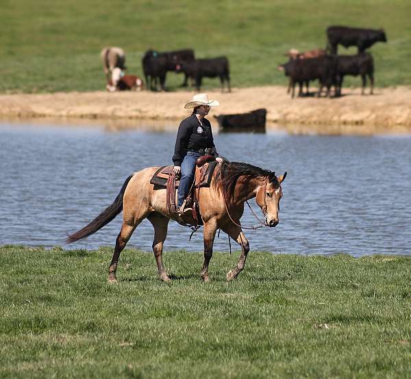 trail-quarter-horse