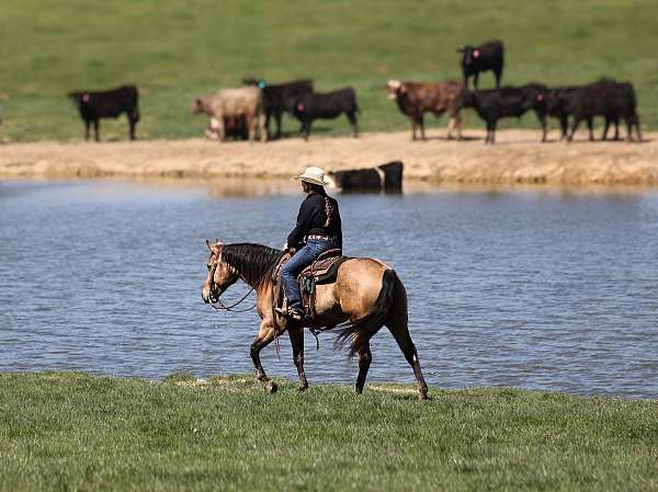 buckskin-quarter-horse