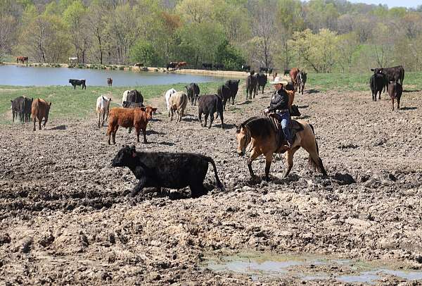 all-around-quarter-horse
