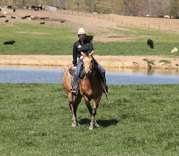beginner-quarter-horse