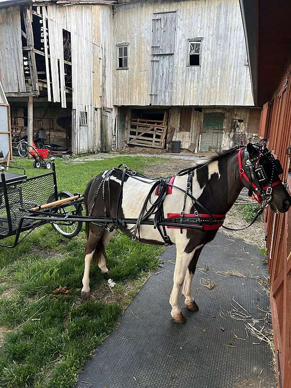 paint-pony-mare